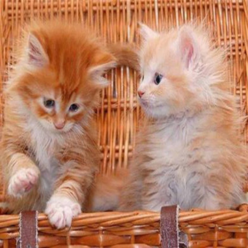 Кошка рыжая с белым