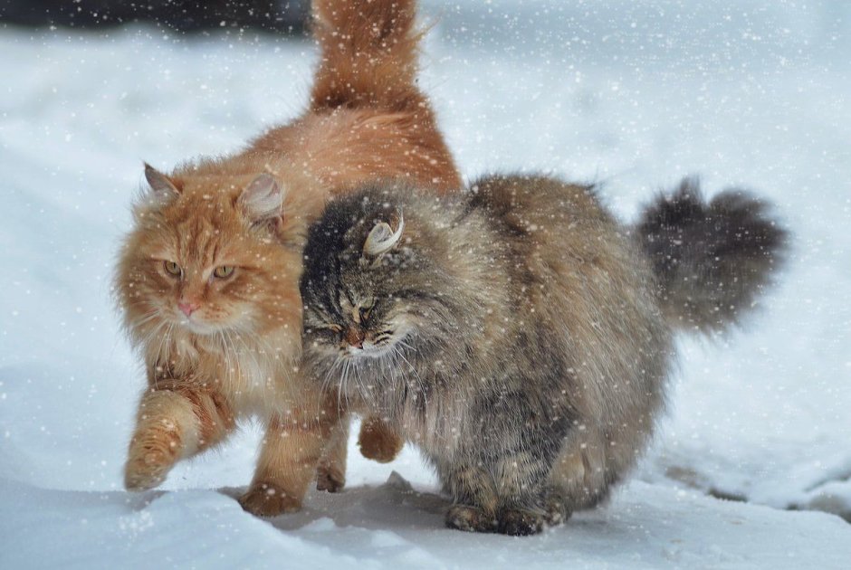 Котята сибирской породы