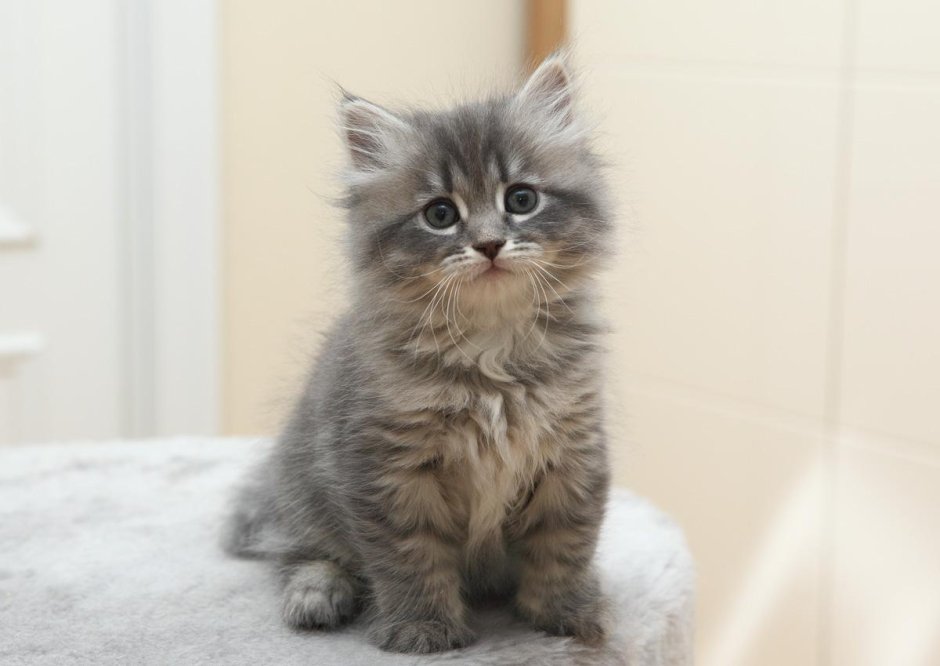 Сибирская кошка трехцветная короткошерстная