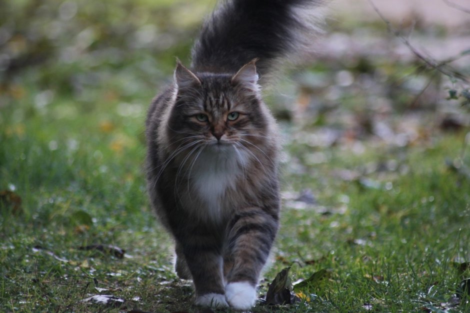 Котята сибирские