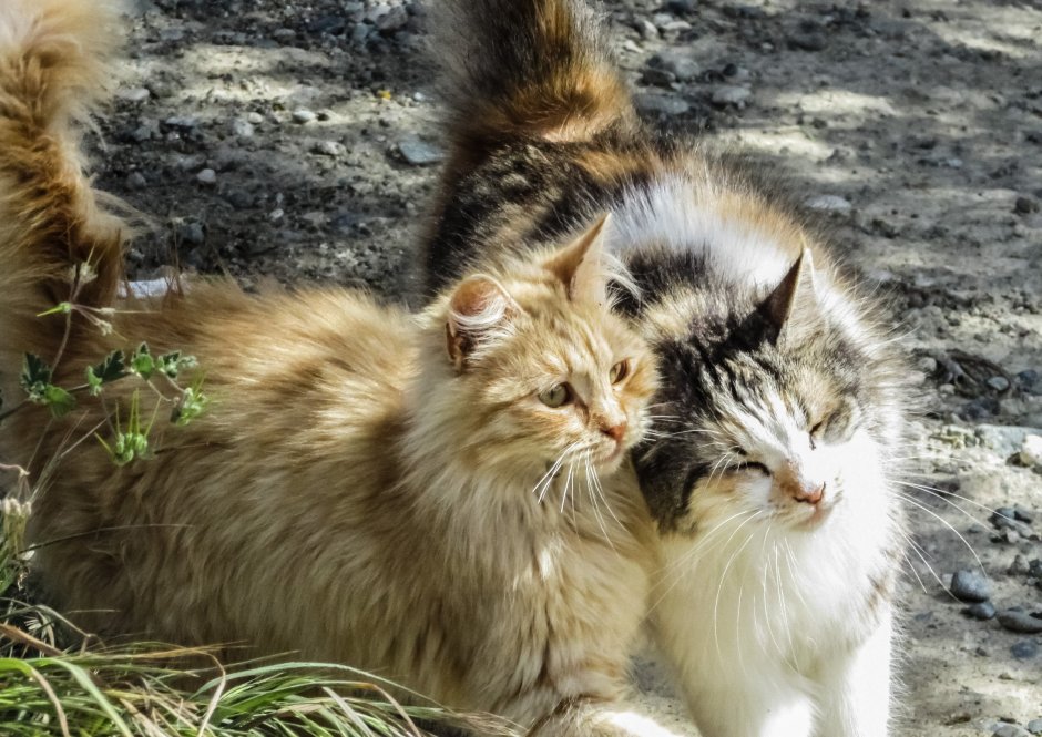 Мейн кун трехцветный котенок