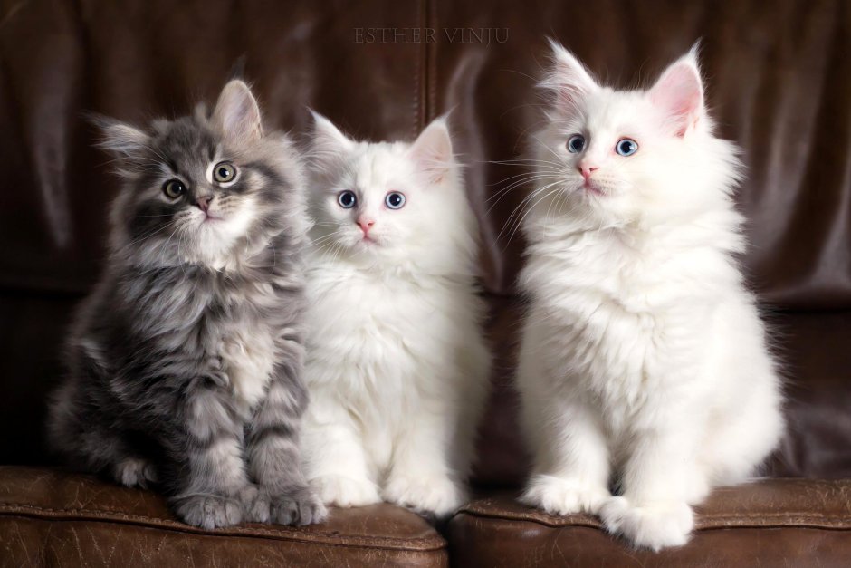 Котята Мейн кун