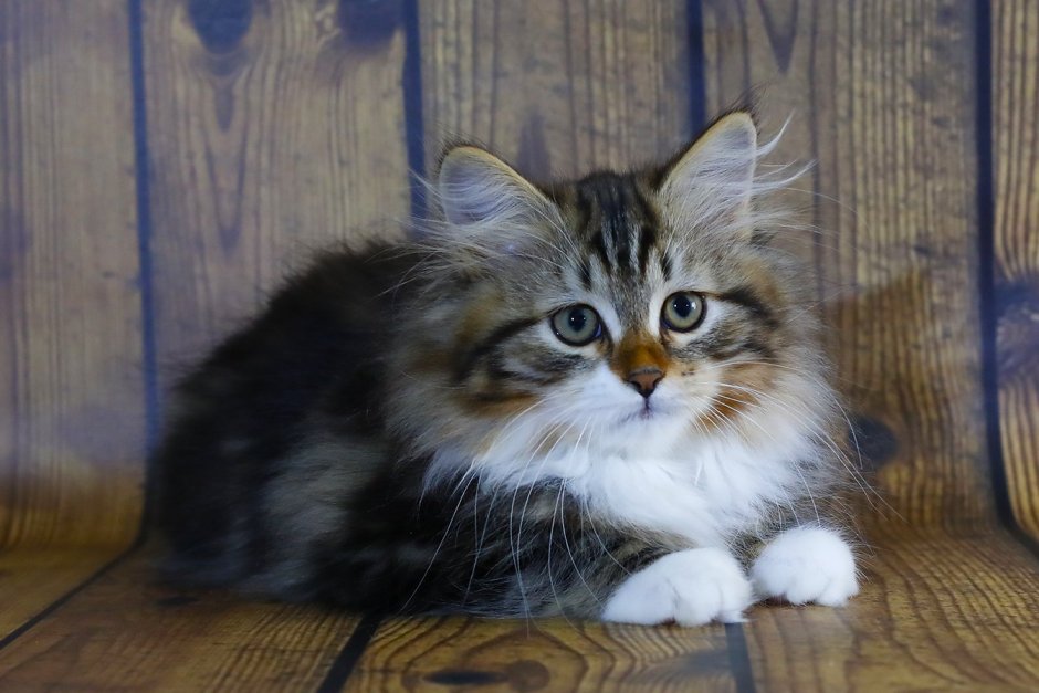 Сибирская кошка