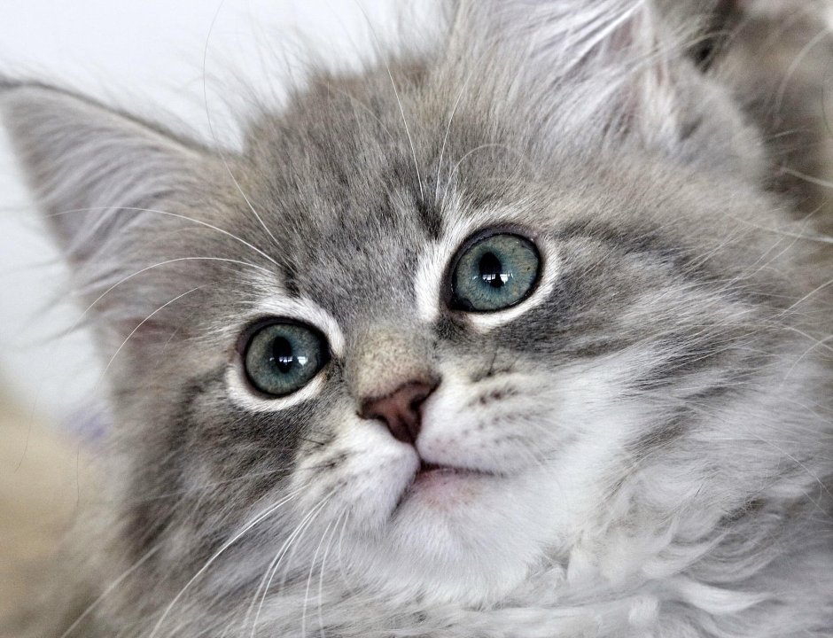 Русская Сибирская кошка котята