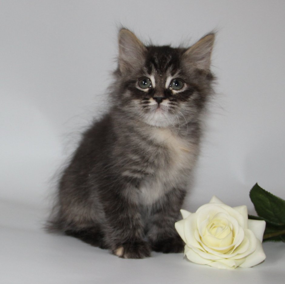 Сибирские котята