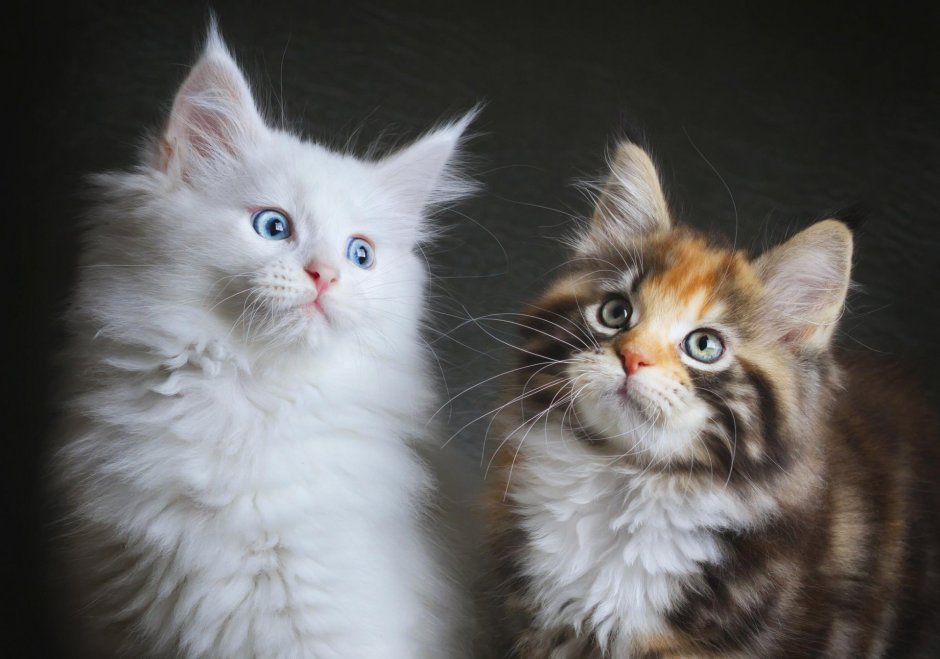 Красивые котята