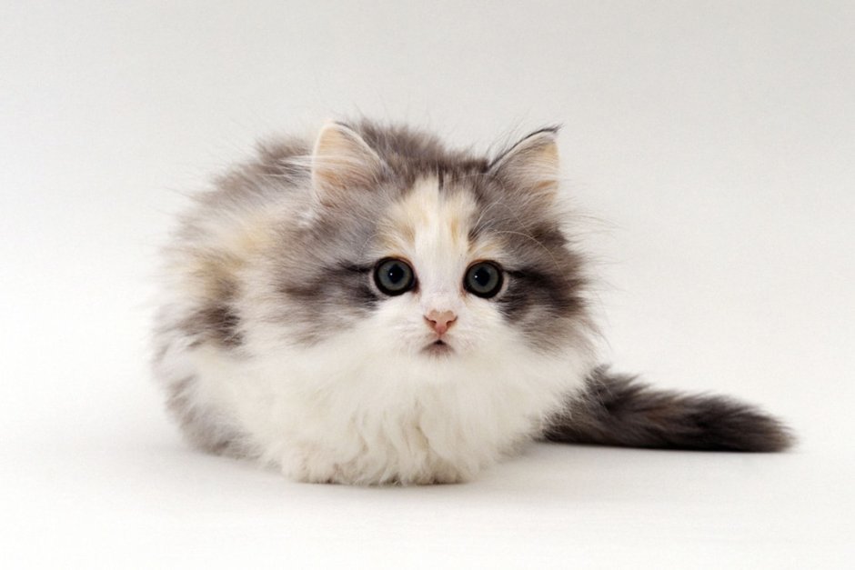 Рыжие котята в корзинке