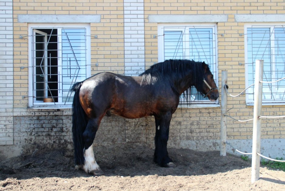 Орловский тяжеловоз