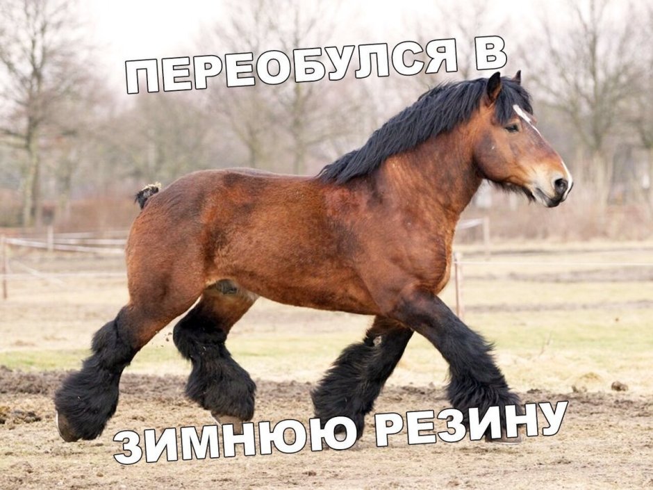 Бельгийский тяжеловоз брабансон
