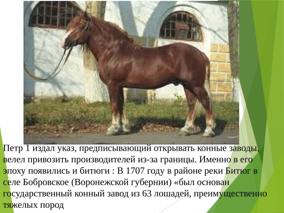 Тяжеловоз Хреновской конезавод