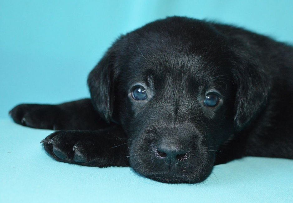 A small Black Dog