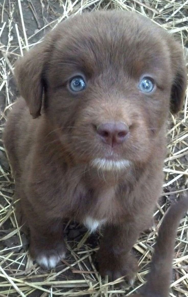 Лабрадор черный голубоглазый