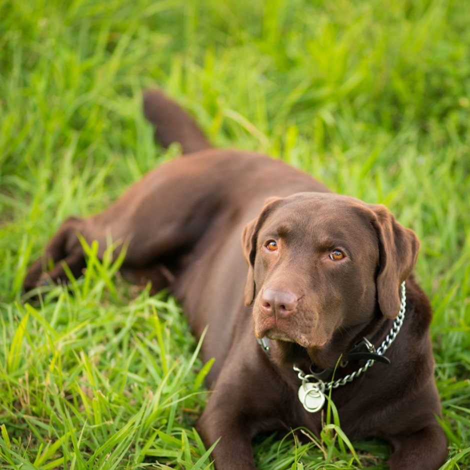 Лабрадор ретривер шоколад