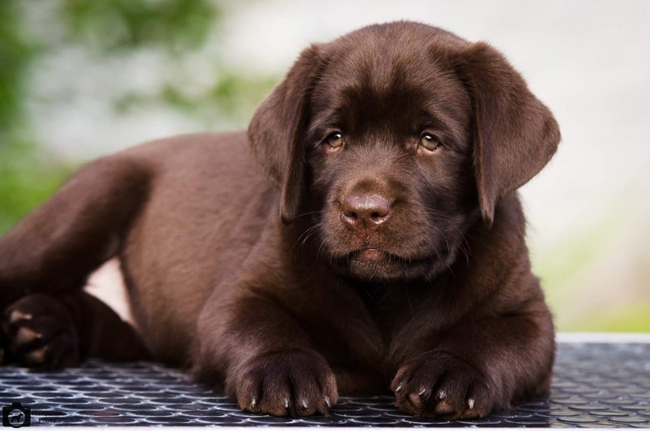 Шоколадный лабрадор щенок