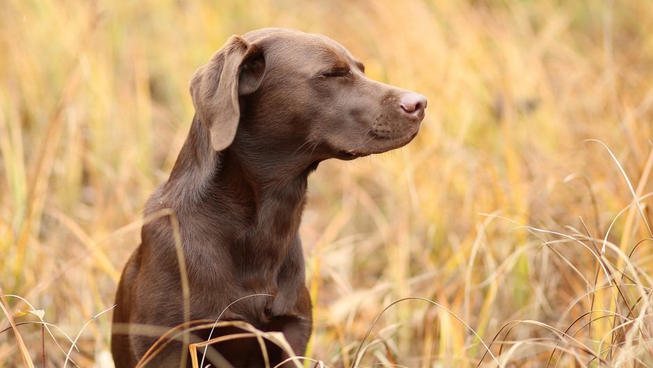 Пойнтер шоколадный