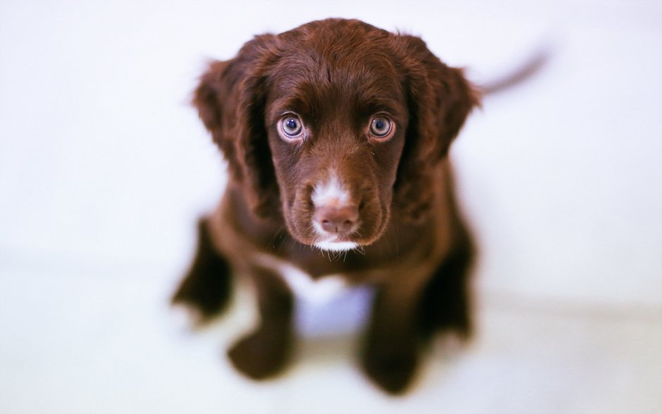 Такса Королевская порода