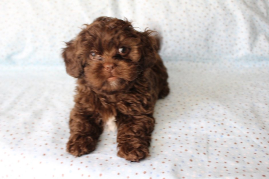 Паттердейл терьер коричневый