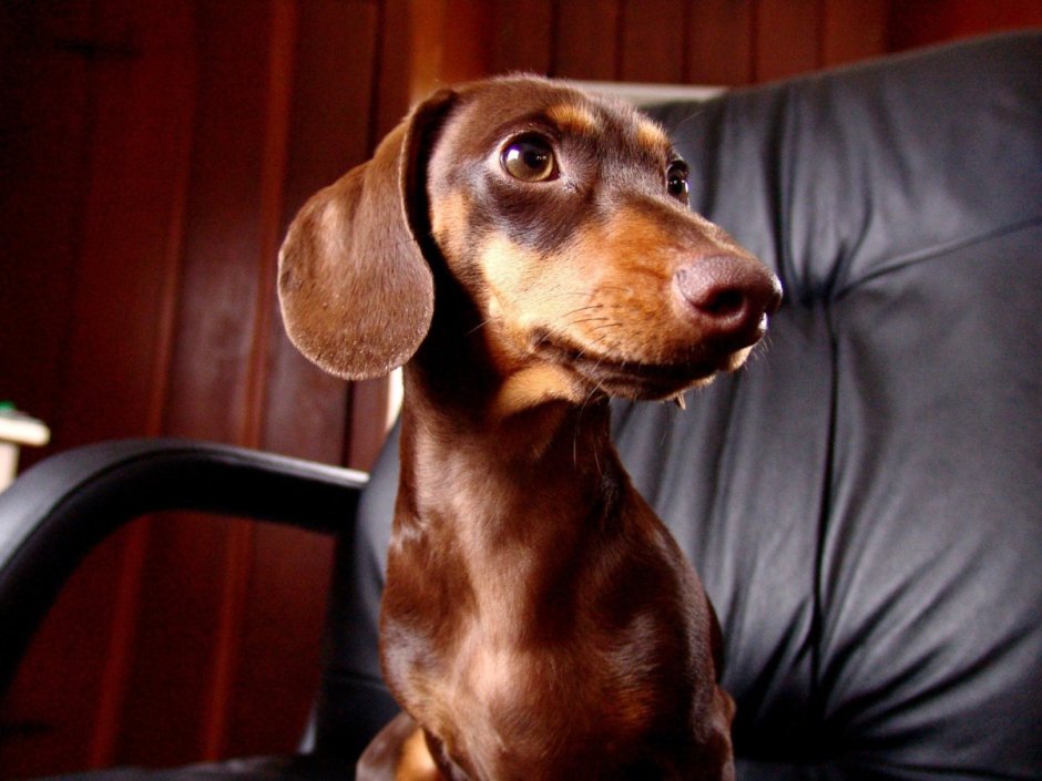 Ирландский терьер коричневый