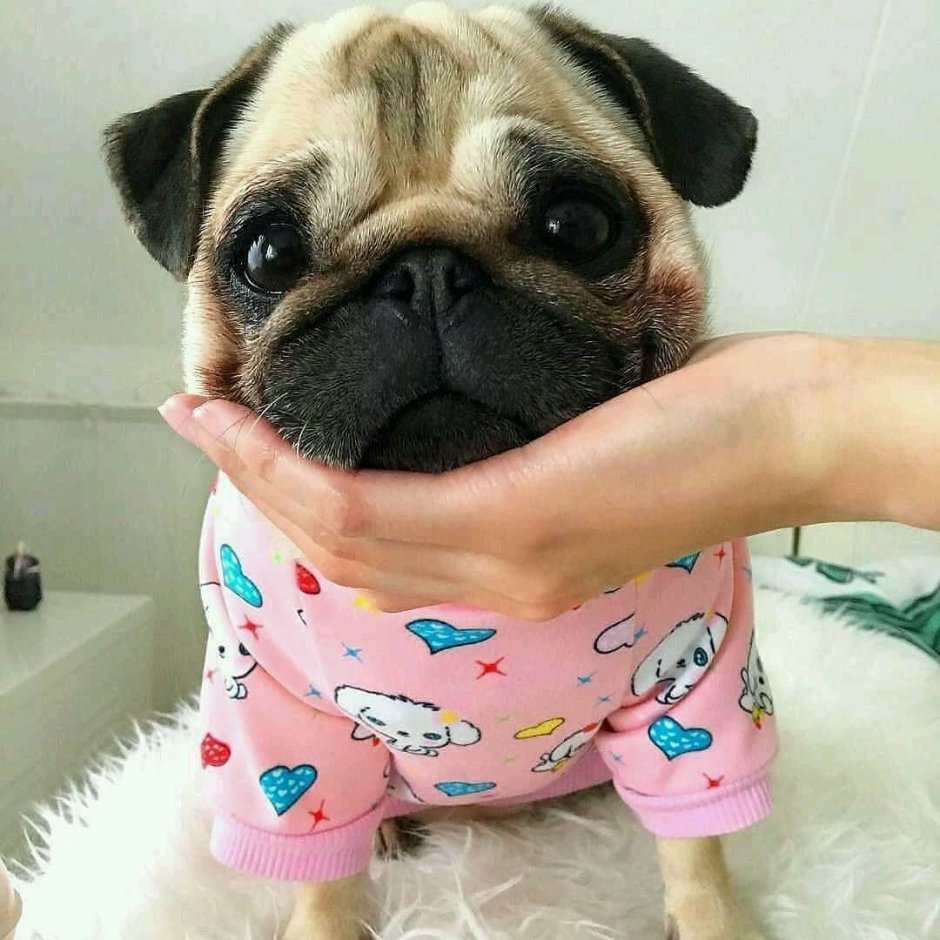 Собака Мопс