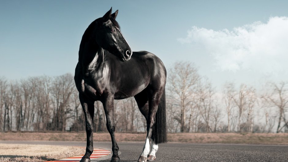 Сири Black Horse