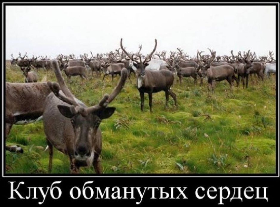 Бешеный олень