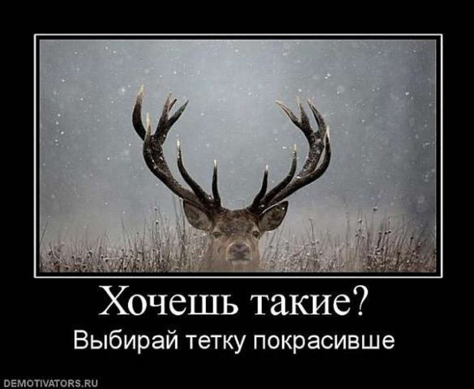 Муж олень