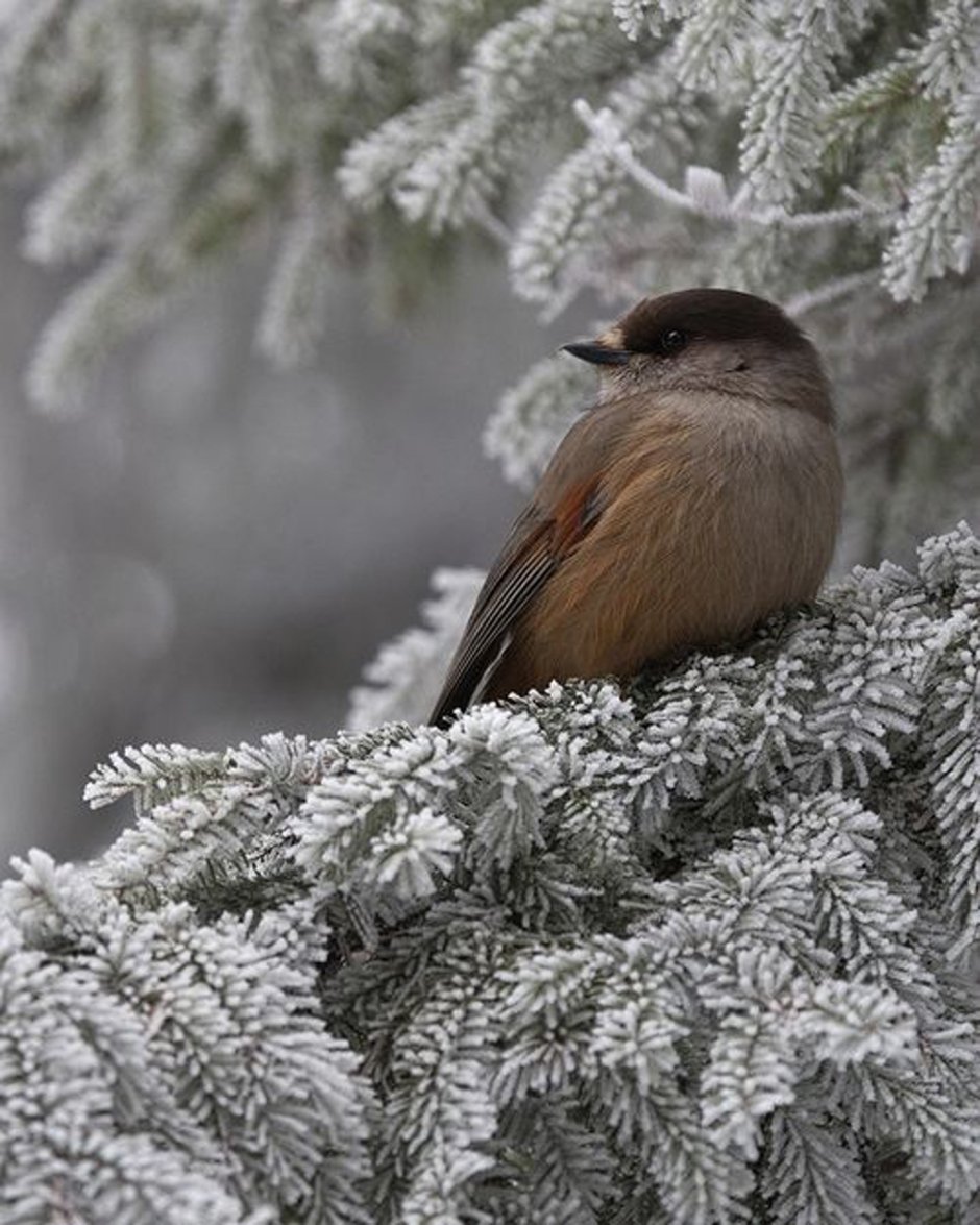 Зима природа птицы