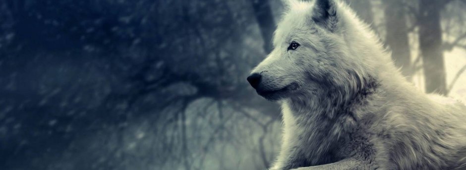 Обложка White Wolf