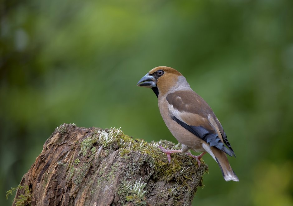 Дубонос coccothraustes coccothraustes