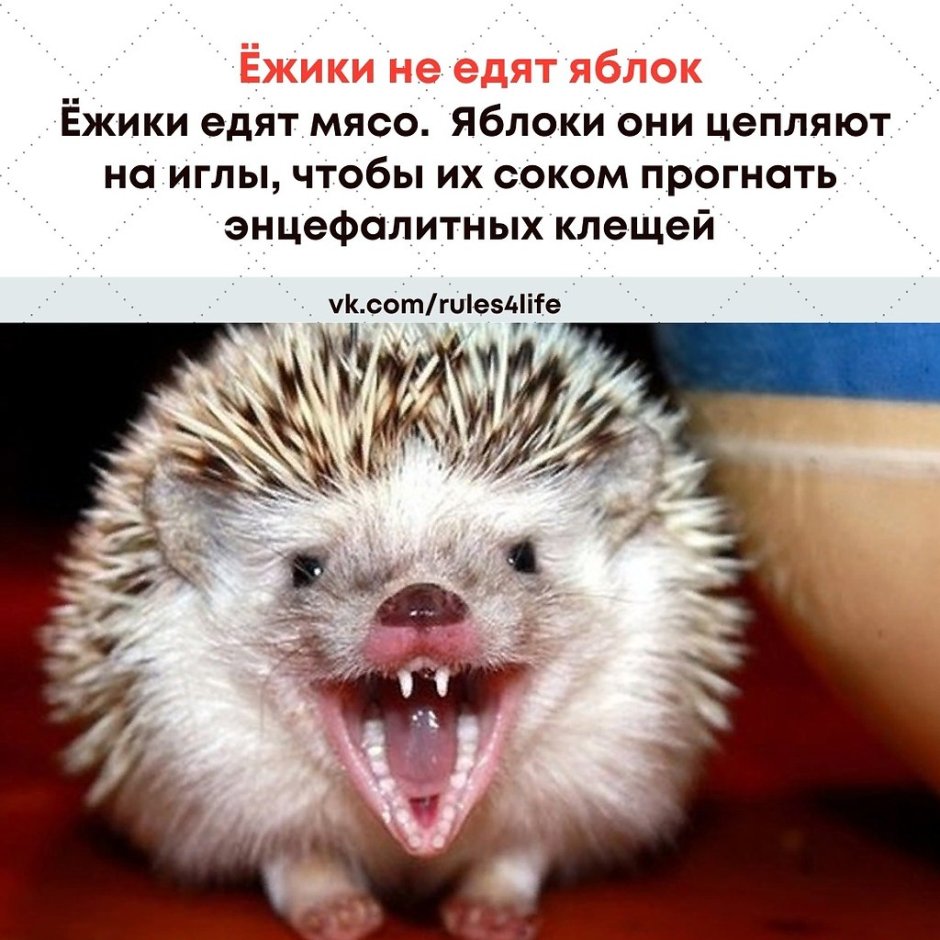 Коварный Ежик