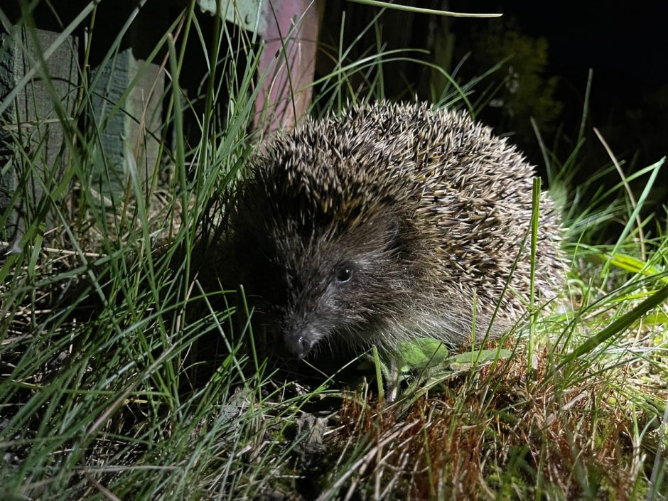 Erinaceus europaeus — обыкновенный ёж