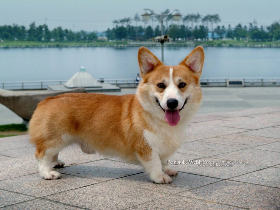 Вельш корги пемброк с рыжей мордой