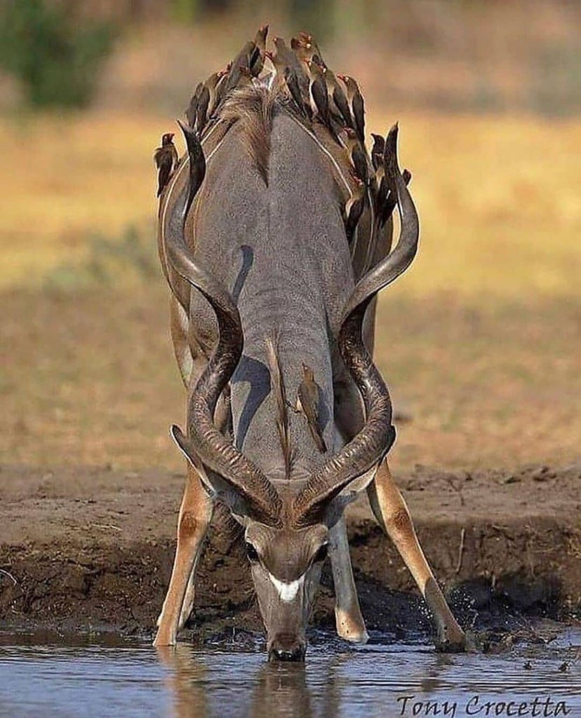 Непонятные животные