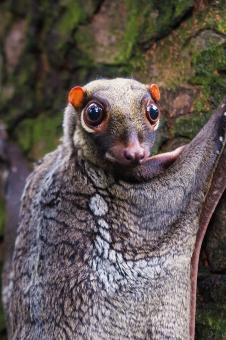 Лемур шерстокрыл