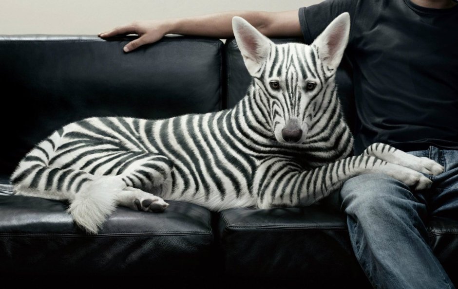 Креативные животные