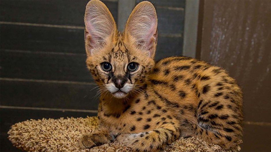 Сервал Саванна