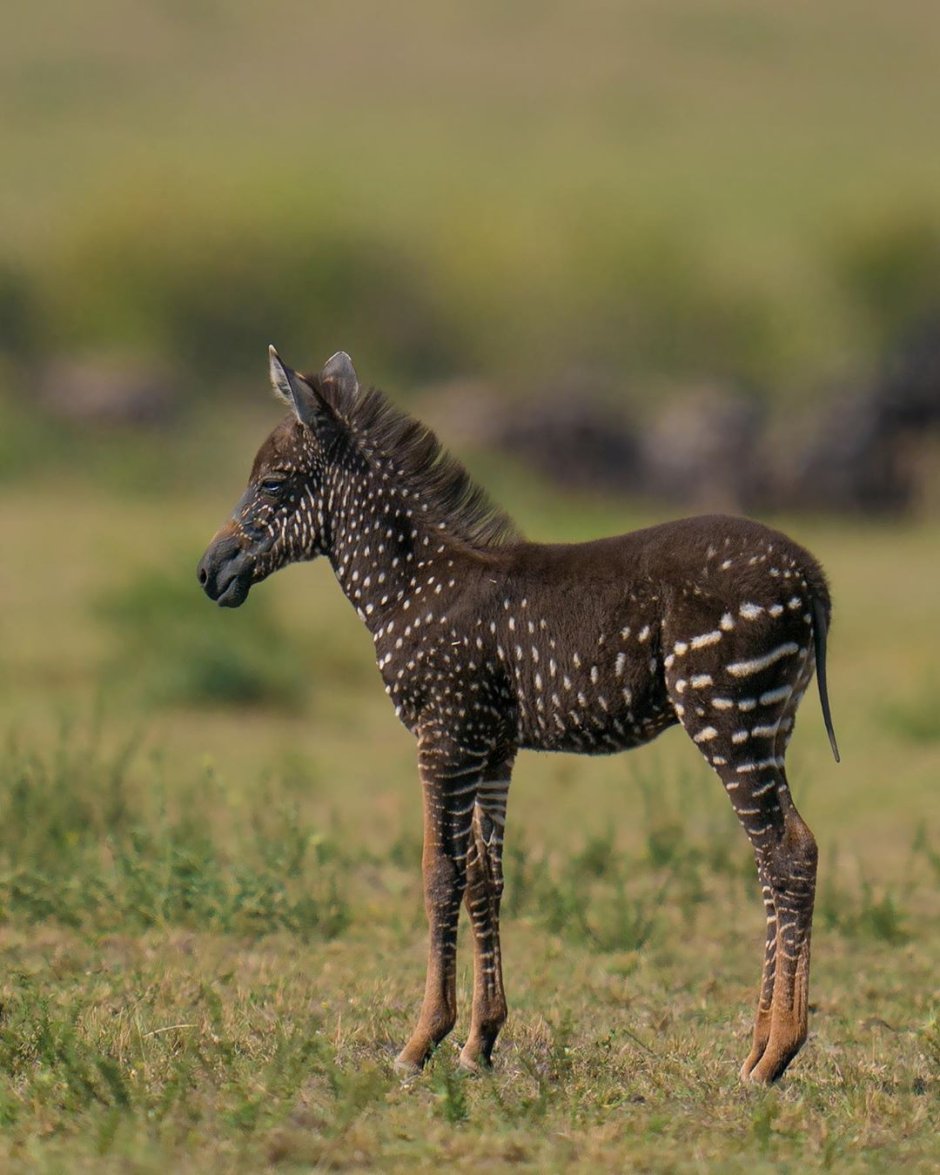 Пятнистая Зебра родилась в Кении