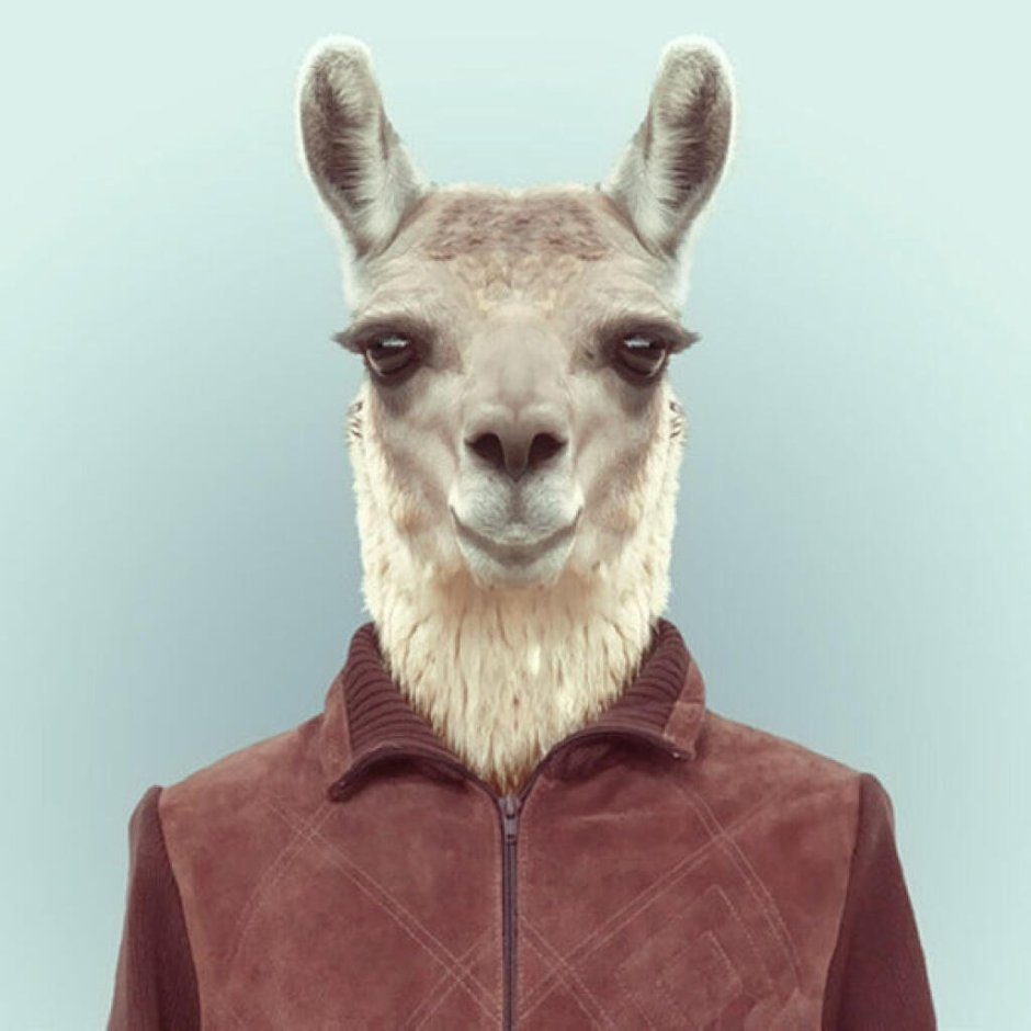 Зоопортреты Yago partal