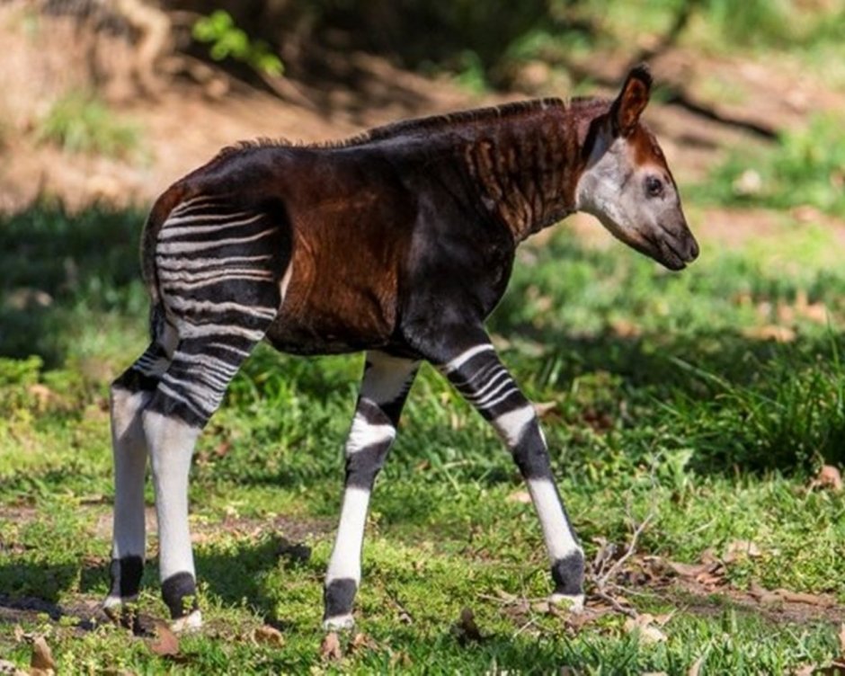 Карликовый Жираф окапи