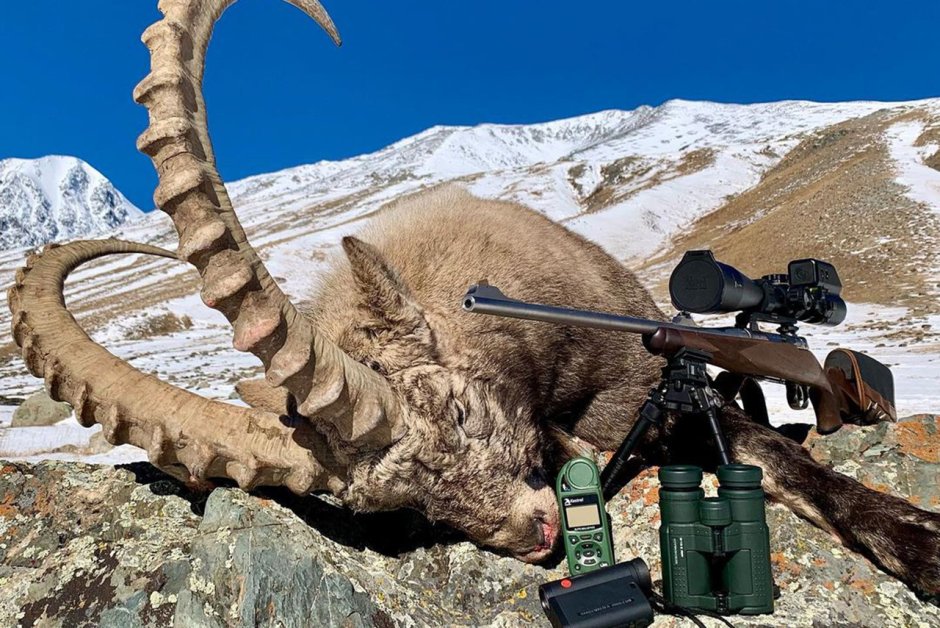 Козерог охота Алтай горный