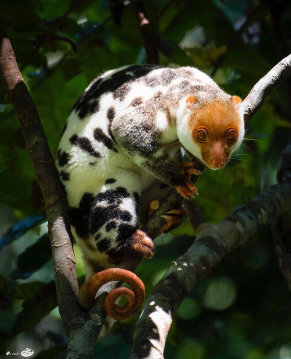 Пятнистый кускус