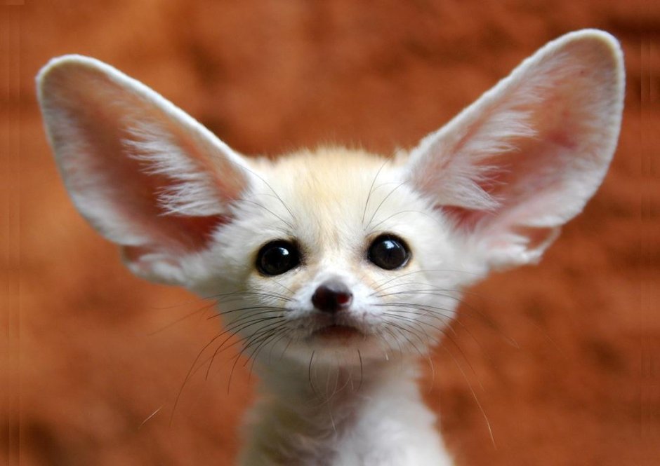 Южноафриканская большеухая лисица