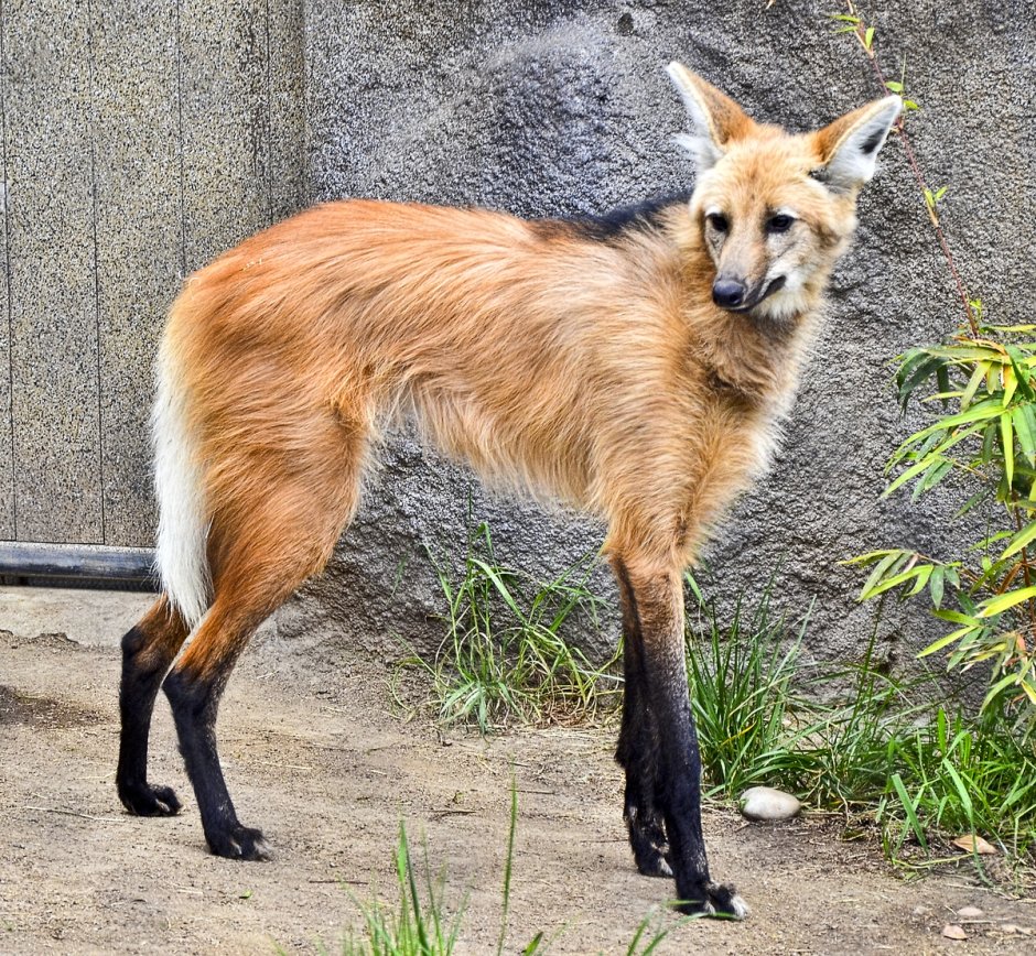 Гривистый волк AJ