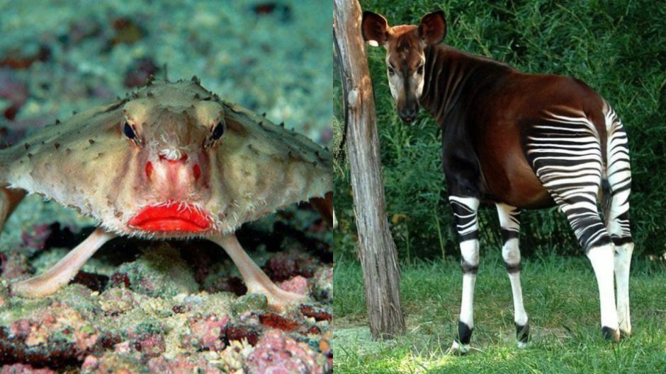 Удивительное животное мира