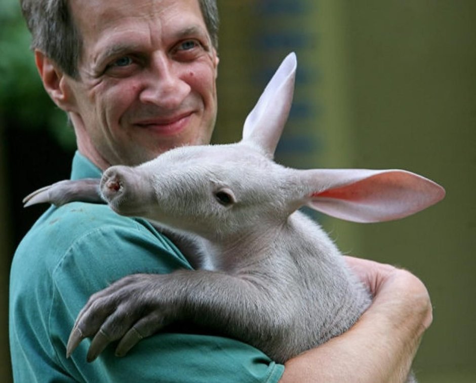 Австралийский трубкозуб