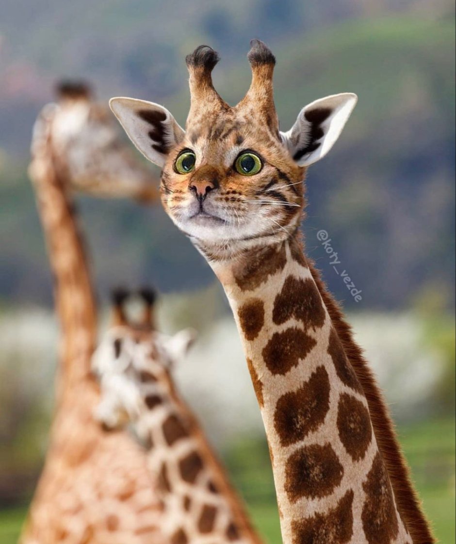 Жираф с мордой кота