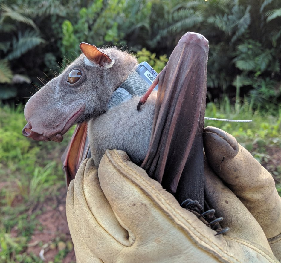 Молотоглав летучая мышь