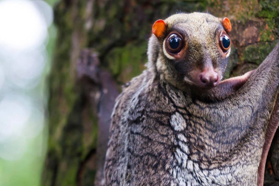 Малайский кагуан