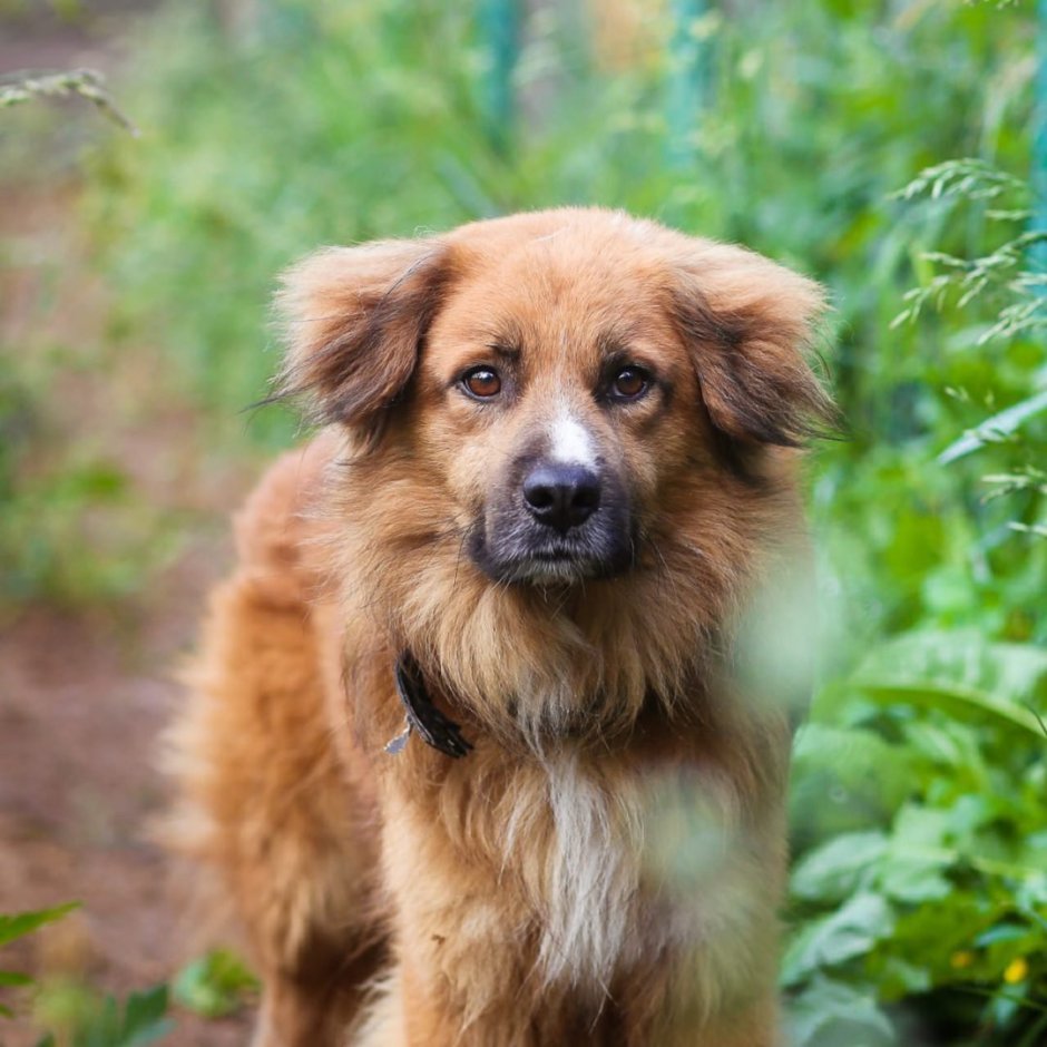 Красивые собаки среднего размера пушистые