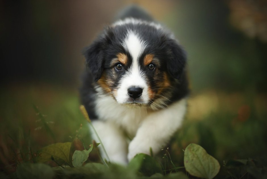 Милые щенки аусси